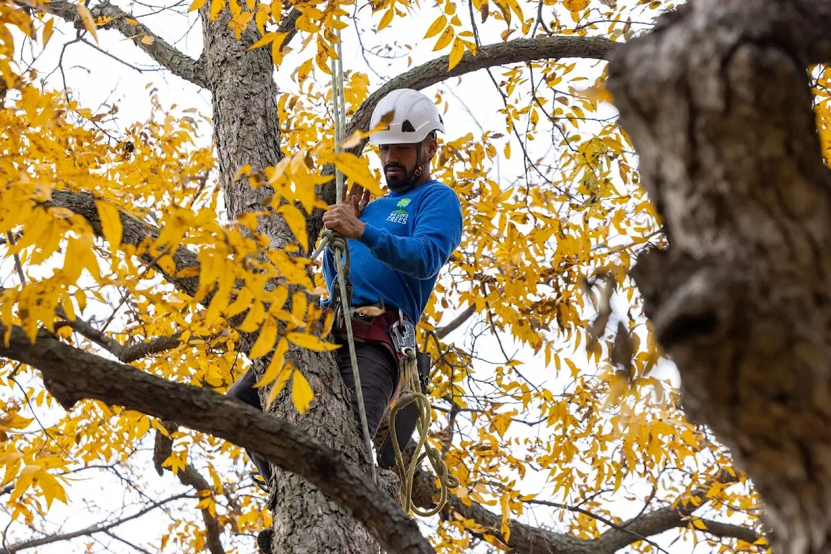 Skilled Storm Damage Cleanup crew working in Champaign
