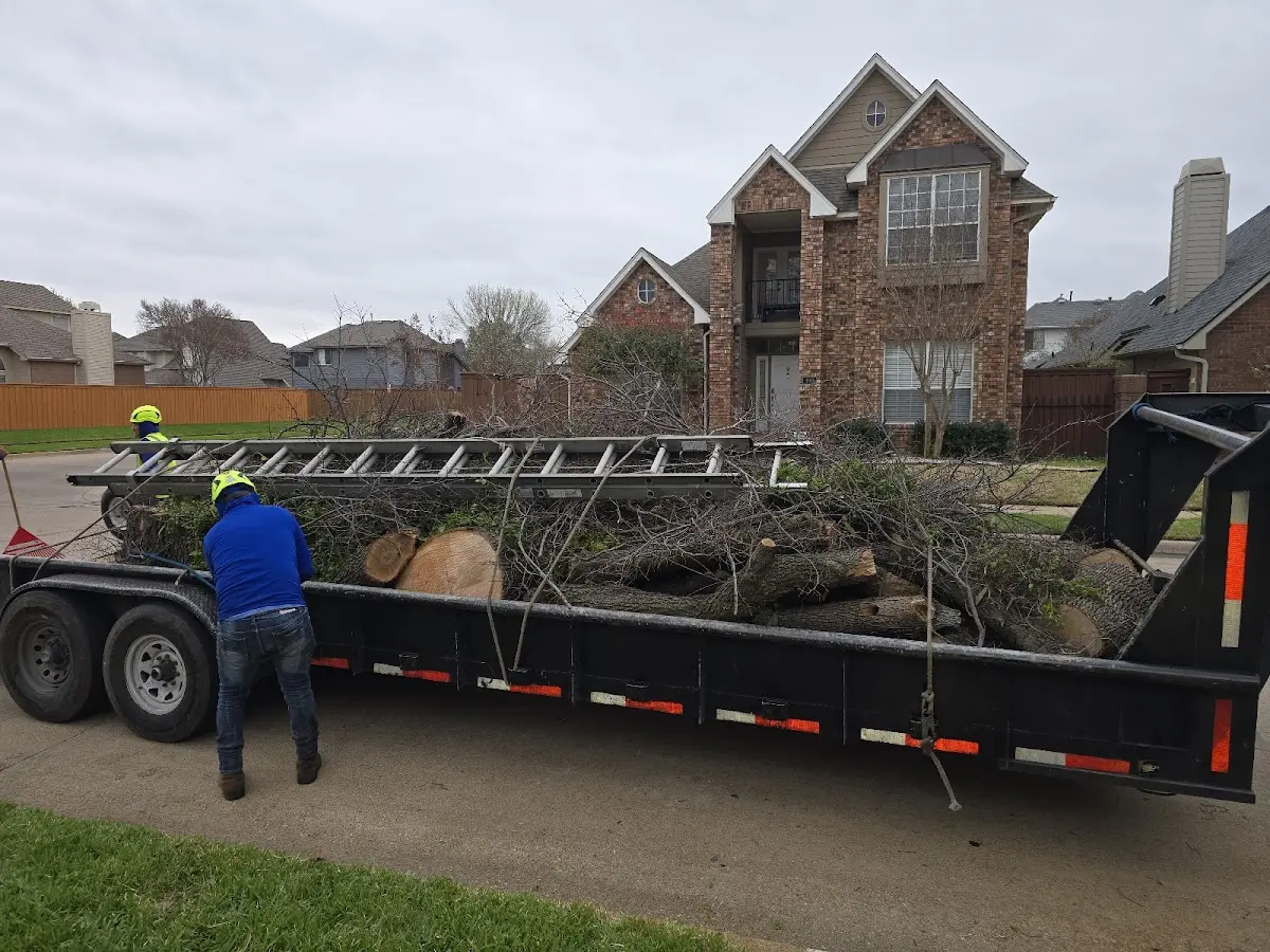 Expert Deadwooding with proper safety equipment in Champaign